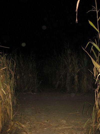 Создать мем: кукурузное поле ночью страшно, ночь, dark