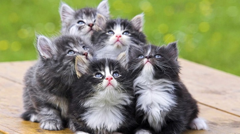 Создать мем: пушистые котята, много милых котиков, красивые котята маленькие