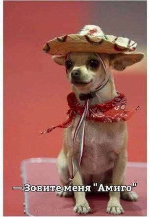 Create meme: chihuahua, Chihuahua funny, chihuahua in sombrero