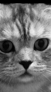 Create meme: cat eyes photo, sad cat blind, avatars cats
