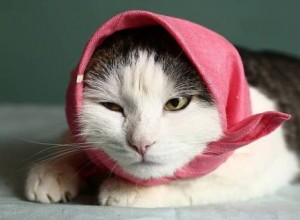 Create meme: the cat in the handkerchief, animals cats