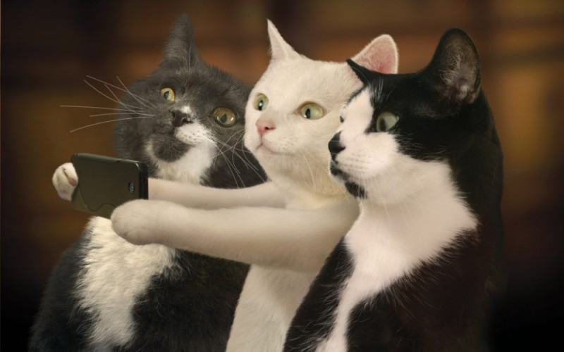 Create meme: cat , three funny cats, cat 