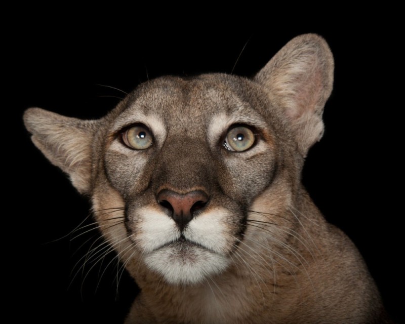 Create meme: The Florida cougar, face Cougars, puma concolor puma