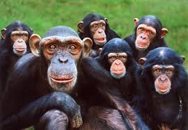 Создать мем: человекообразные обезьяны, эффект сотой обезьяны, стая обезьян