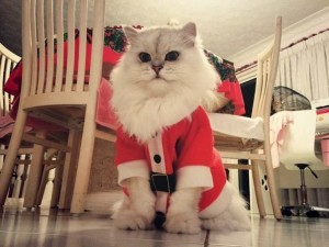 Создать мем: новогодний кот, гималайский котенок новогодний, новогодние котики
