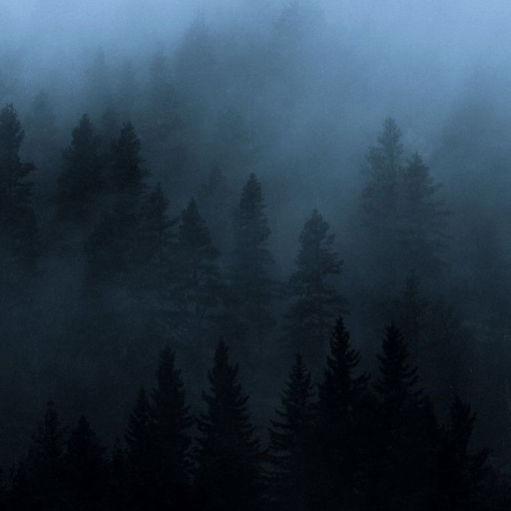 Создать мем: природа туман, горы лес туман, лес