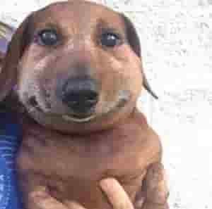Create meme: dog sausage, dachshund 's muzzle, dog Dachshund