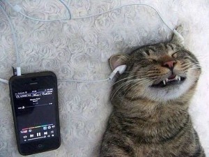 Создать мем: коты с телефоном, кот с телефоном, кот слушает музыку
