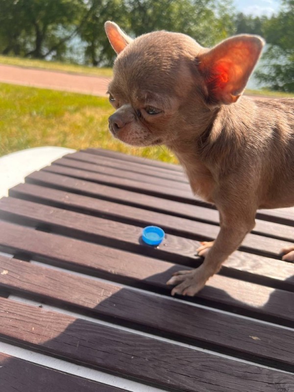 Create meme: mini Chihuahua, breed Chihuahua, chihuahua