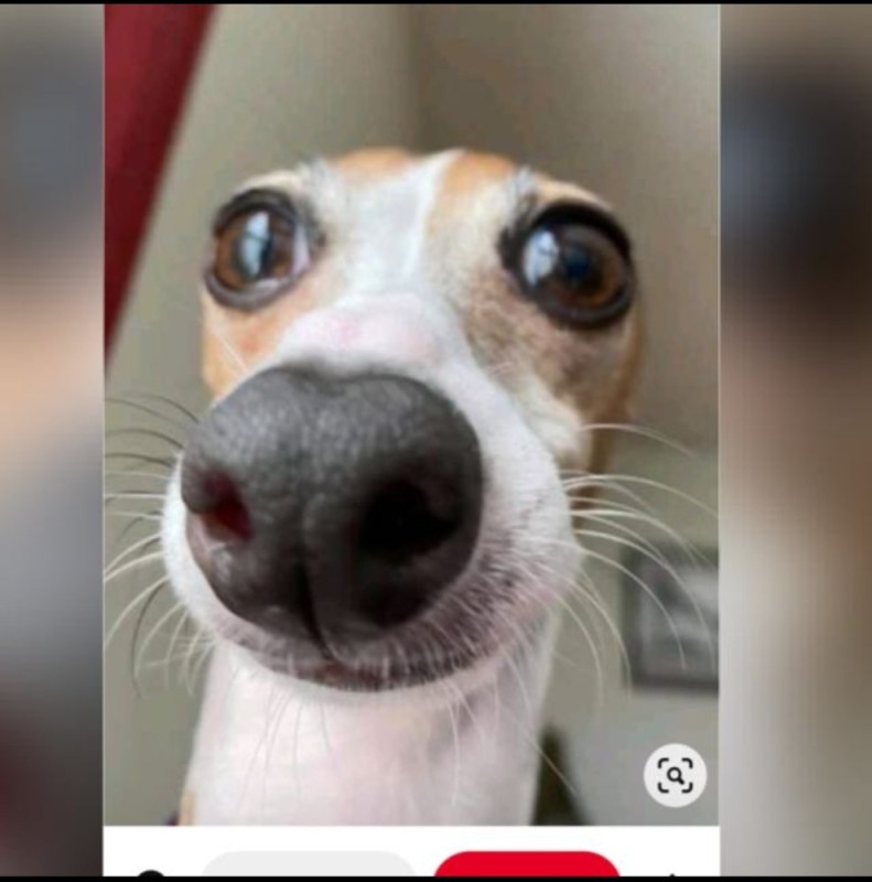 Create meme: funny dog faces, funny dog , funny dog