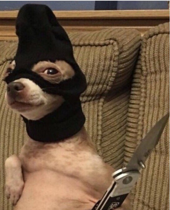 Create meme: a dog with a knife, dog , the puppy is funny