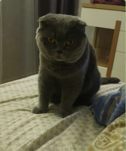 Create meme: lop-eared Scot, Scottish fold cat grey, Scottish fold cat