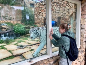 Создать мем: белый тигр в московском зоопарке, тигр в зоопарке, ижевский зоопарк один из лучших в россии