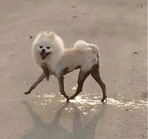 Create meme: Dog, a dog with dirty paws meme, white Spitz in the mud