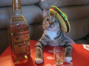 Create meme: the cat is an alcoholic, drinking cat, the cat tequila