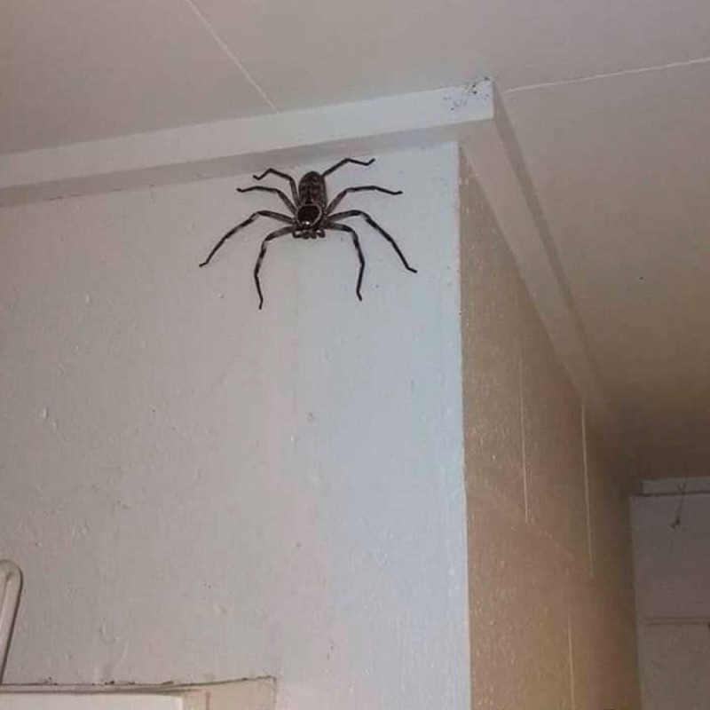 Создать мем: маленькие пауки в доме, огромный паук, большой домашний паук