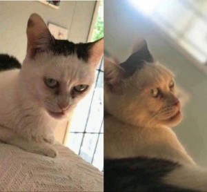 Create meme: cat, cat, cat