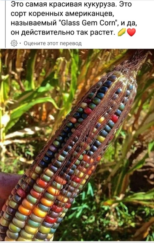 Создать мем: разноцветная кукуруза, сорта кукурузы, сахарная кукуруза