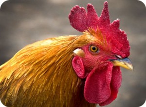 Create meme: beak, chicken, rooster