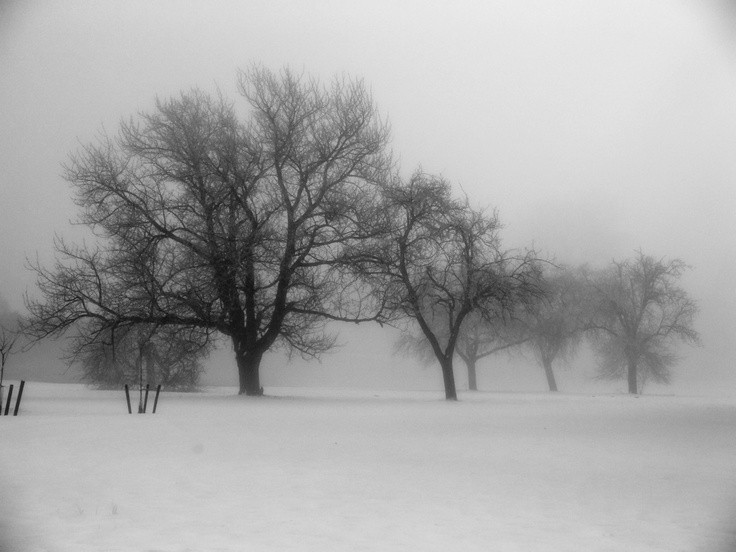 Create meme: winter tree, winter tree, winter landscape in black and white