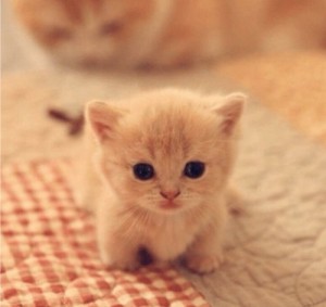 Create meme: kitties, cute cats, cute kittens