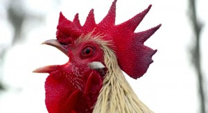 Create meme: cock cock, the head of the cock, rooster