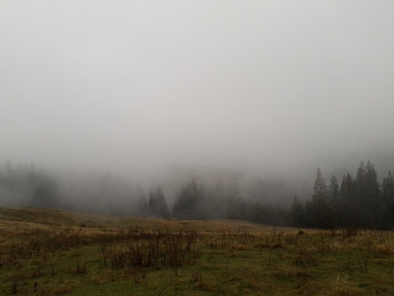 Create meme: the forest is overcast, fog , blurred image