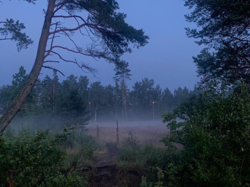 Create meme: forest , nature , fog in the forest