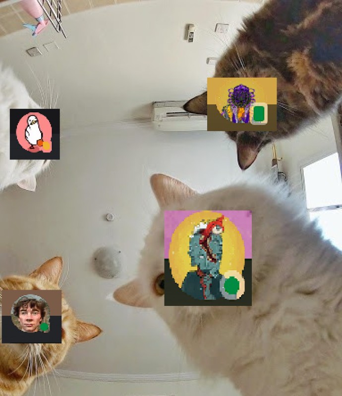 Create meme: memes with cats, cat , memes cat