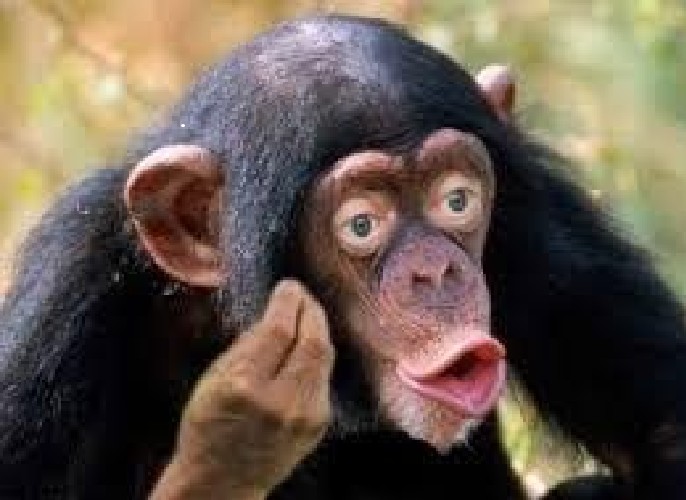 Create meme: monkey chimp, monkey with lips, macaque monkey