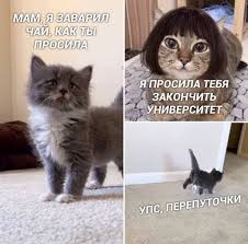 Создать мем: кошка с каре мем, кошки, котики