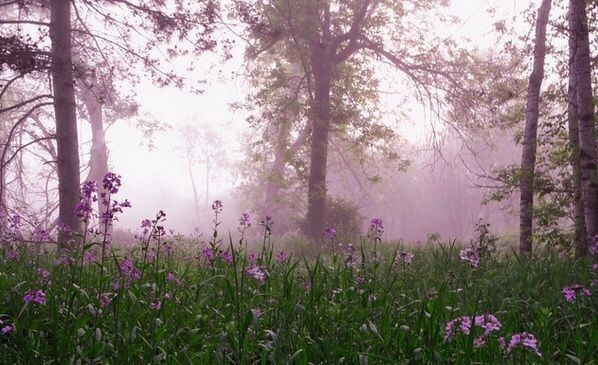 Create meme: Flowers in the fog, nature forest , morning fog 