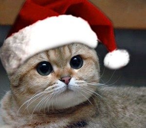 Создать мем: кот новогодний, котик, кот в новогодней шапке