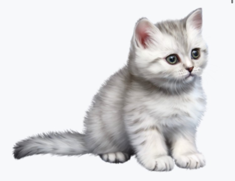 Create meme: grey cat on a white background, a cat on a transparent background, kitten on a white background
