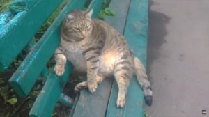 Create meme: fat cat, cat, a very fat cat