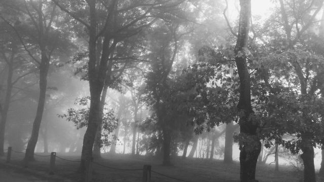 Create meme: fog forest, in the fog, fog in the park