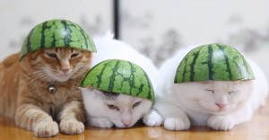 Create meme: cats and watermelons, a cat with a watermelon on his head picture, cat in a helmet from a watermelon