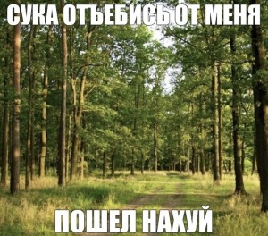 Create meme: forest nature, forest, nature