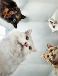 Create meme: cat, Natasha and cats memes, memes with cats