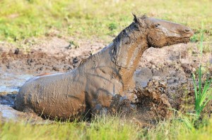 Создать мем: дикие лошади, грязевые ванны, животные в грязи