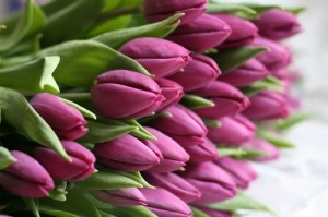 Create meme: congratulate, happy spring, the Dutch Tulip