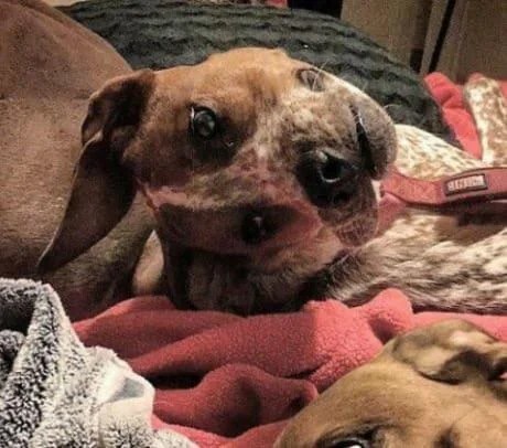 Create meme: illusion , dog, strange dogs