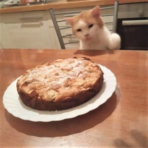 Создать мем: кот еда, котики, кошка