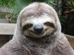 Create meme: sloth meme, stoned sloth, sloth I got a haircut