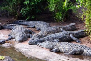 Создать мем: амазонка крокодил аллигатор, нильские крокодилы, крокодиловая ферма
