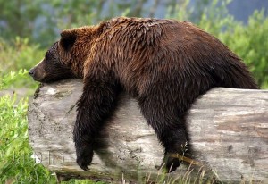 Create meme: brown bear funny, animals, grizzly bear