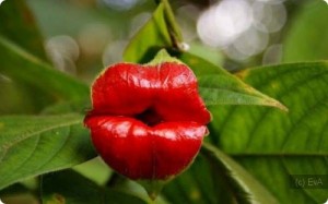 Создать мем: Целую, psychotria elata, цветок в форме губ