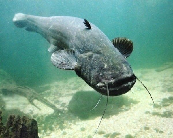 Create meme: yayın balığı, giant catfish, catfish 