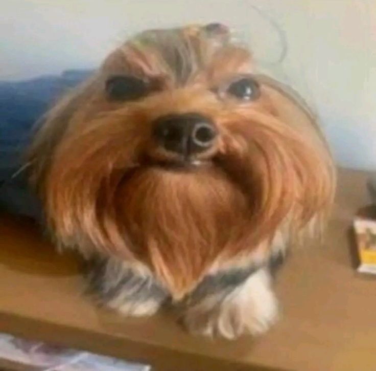 Создать мем: порода йоркширский терьер, йоркширский терьер некрасивый, собака йоркширский
