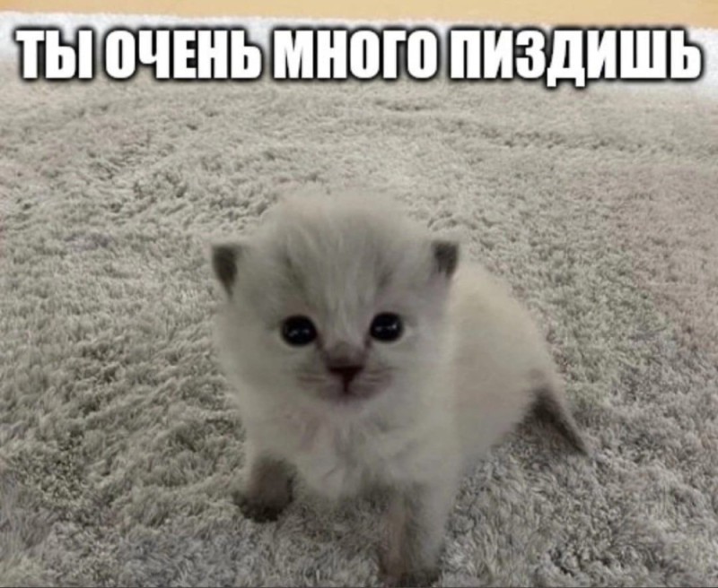 Создать мем: малявка кот, фолд котята, котенок мем